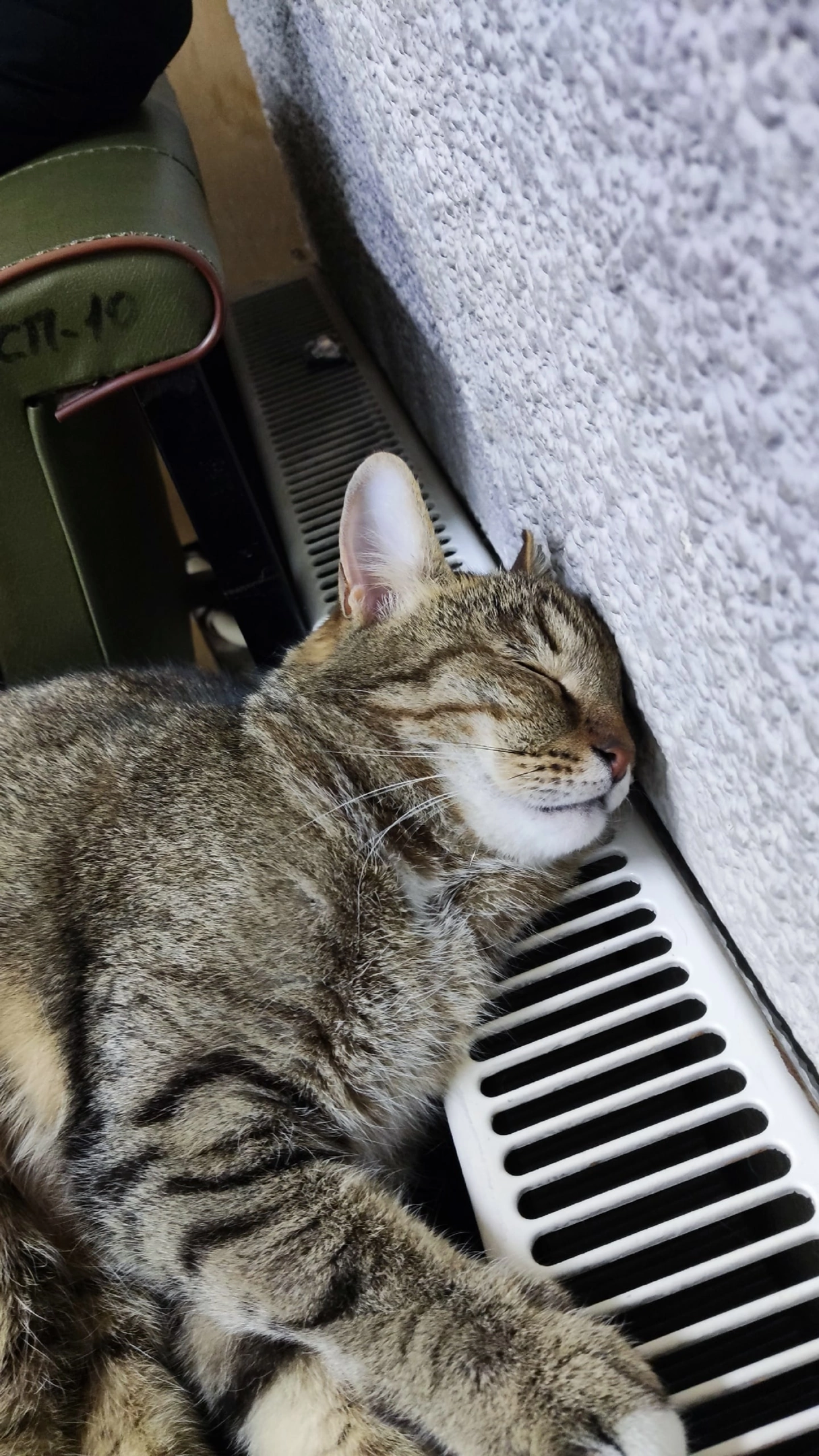Общажная кошка