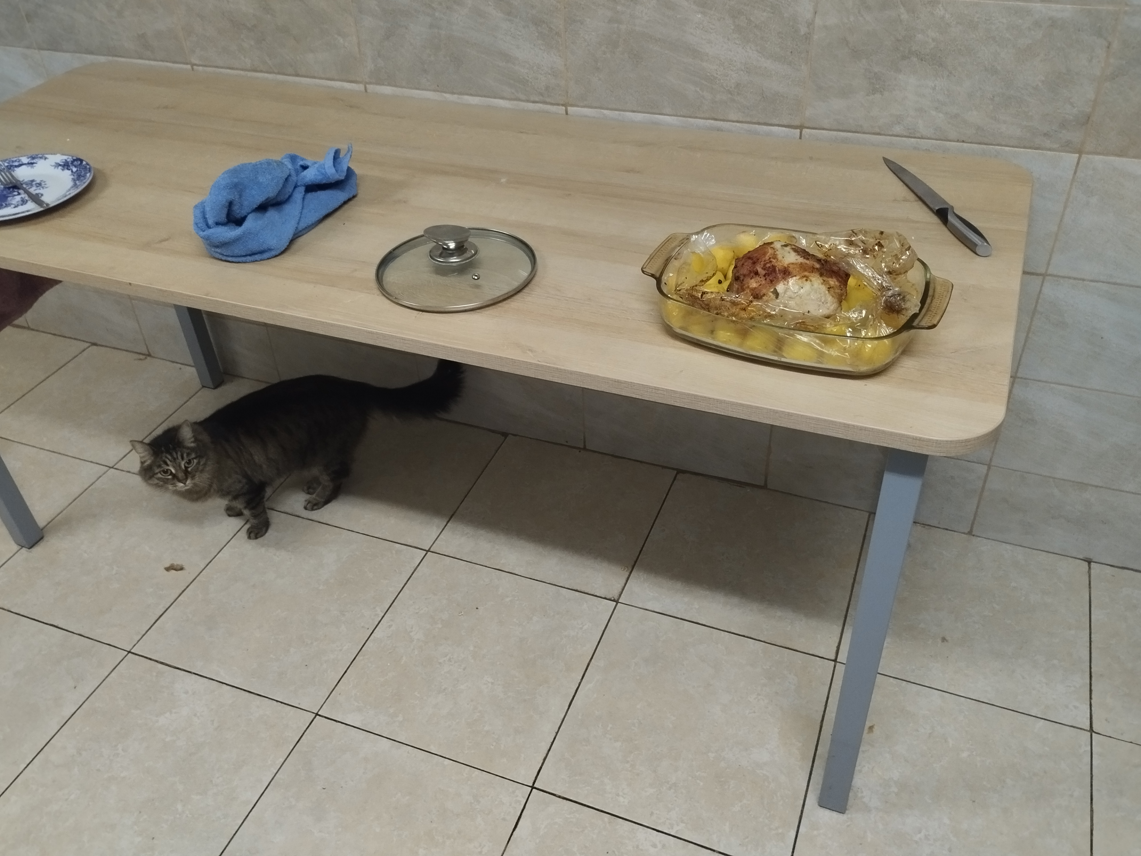 Общажная кошка
