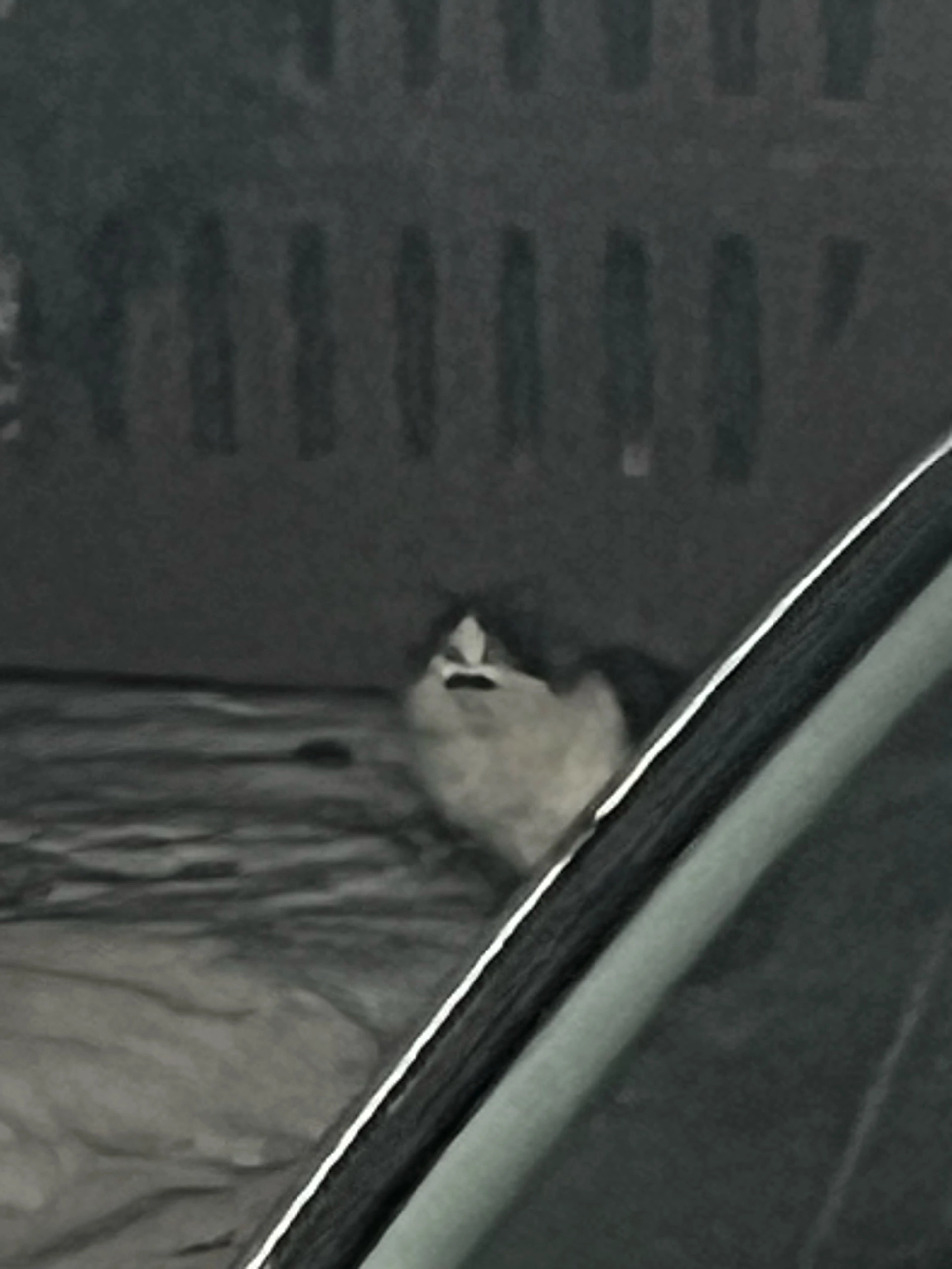 Кот-Гитлер