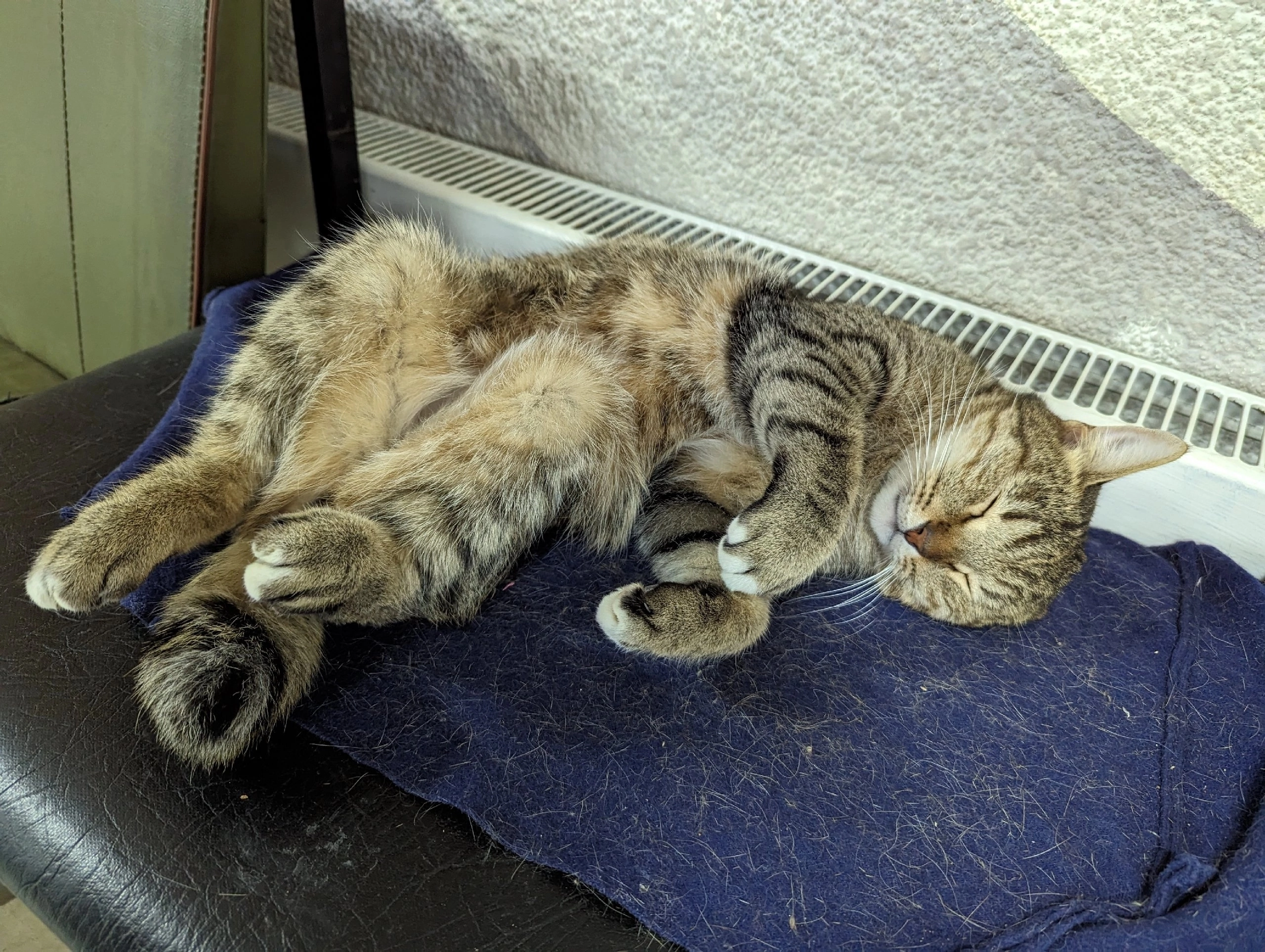 Общажный кот