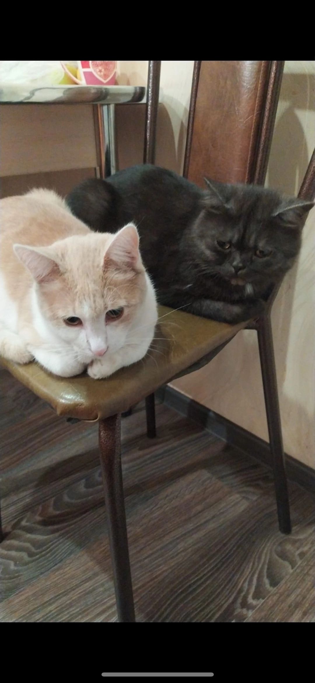 Коты