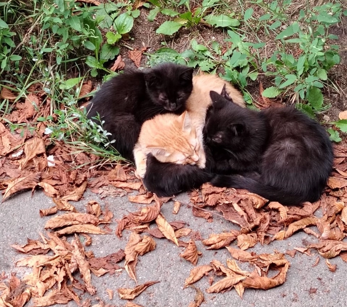Котятки