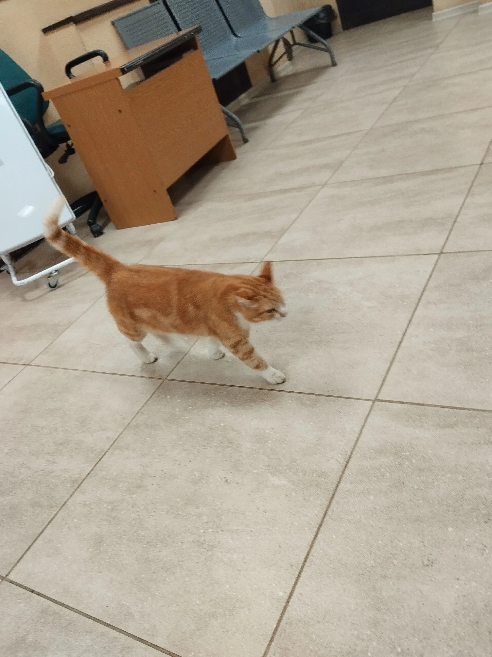 МИЭТовчкая кошка