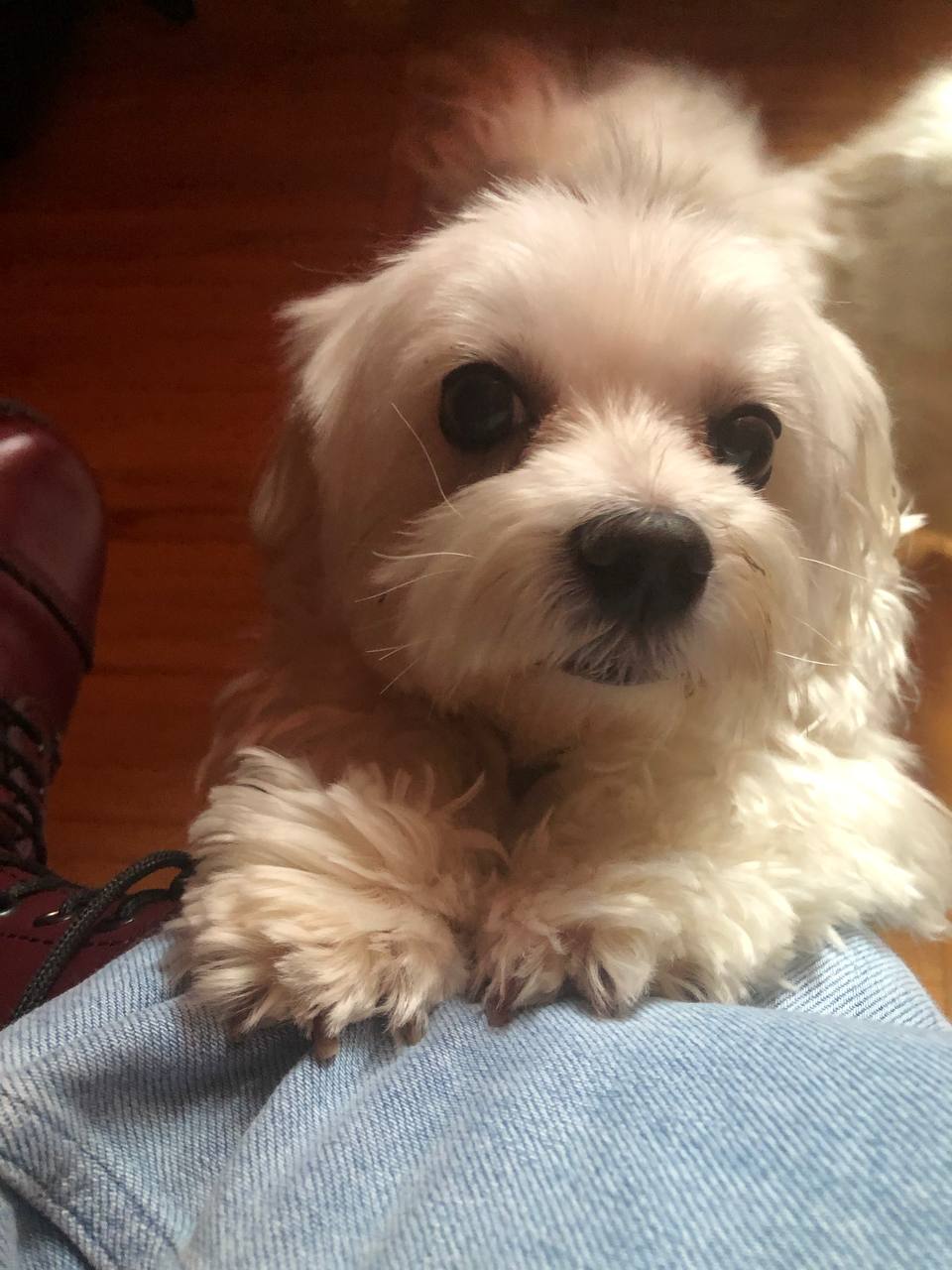 Dog